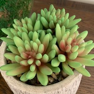 Faux Echeveria Succulent